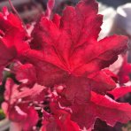 Heuchera (Heuchera villosa) ‘CARNIVAL BURGUNDY BLAST’® - kont.C1,5L